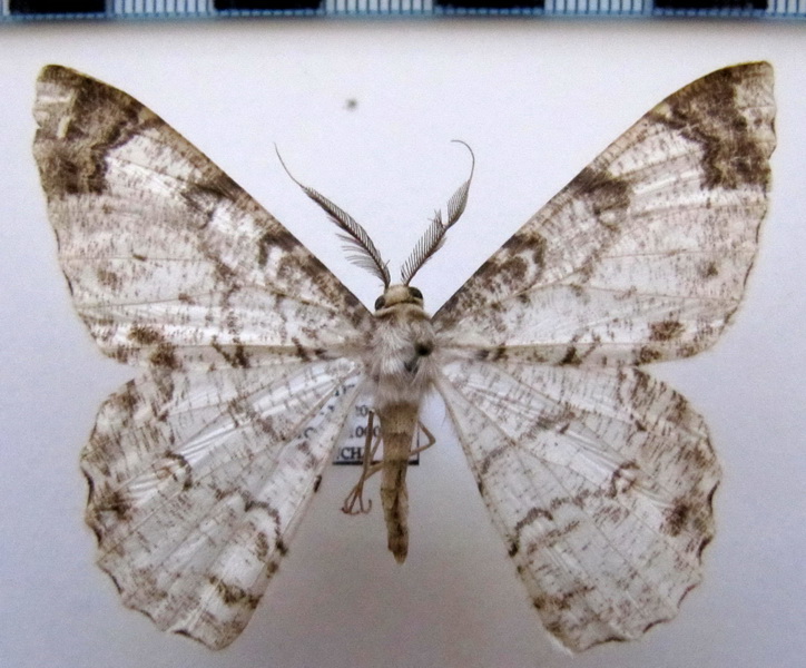  Epimecis anonaria    (Felder and Rogenhofer, 1875)                                                           