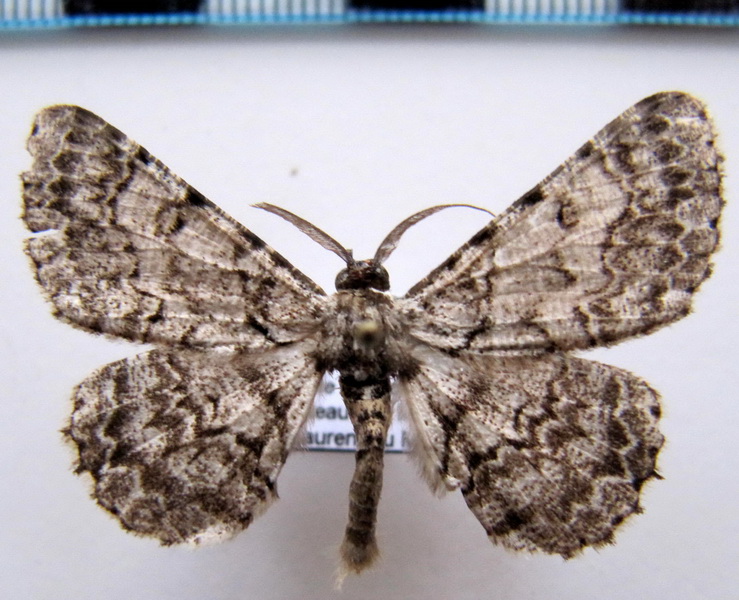    Hymenomima camerata (Warren, 1900)                             