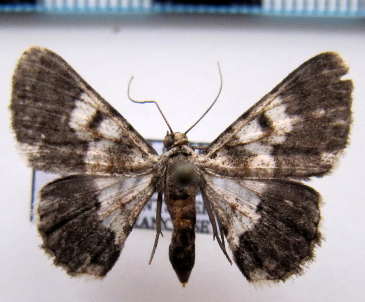  Hymenomima semialba femelle (Warren, 1897)                               