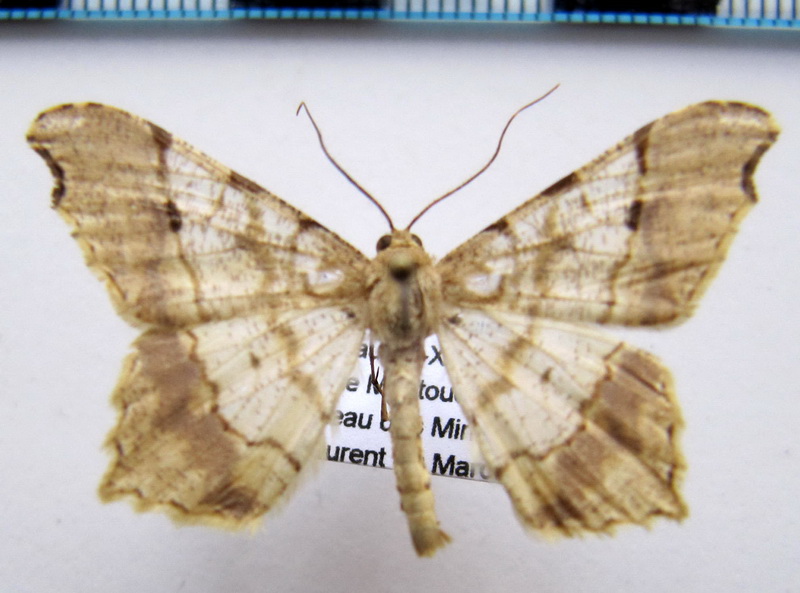 Macaria achetata    (Guenee, 1858)                            