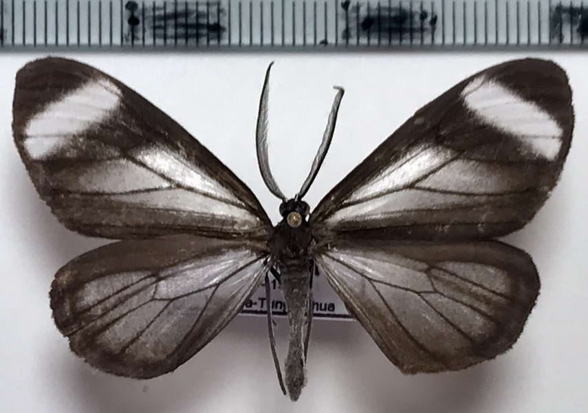 Myrmecophantes albifascia mâle (Maassen, 1890)