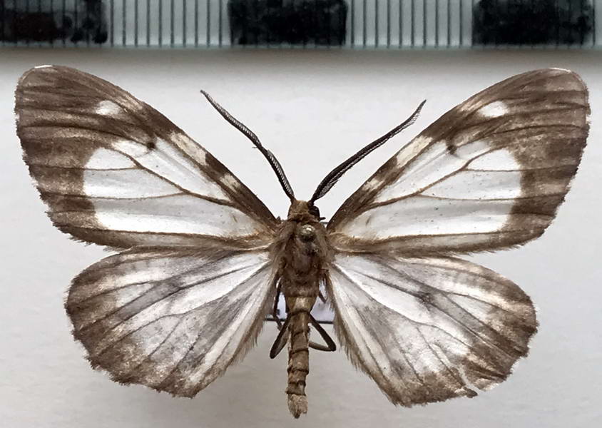  Nephodia philomela mâle Druce, 1893