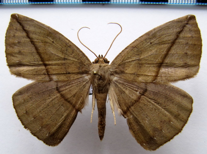 Oxydia hispata   (Guenee, 1858)                              