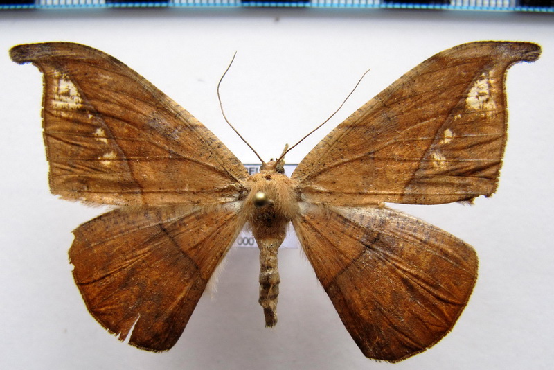 Oxydia platypterata     (Guenee, 1858)                             