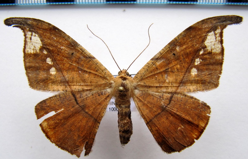 Oxydia platypterata     (Guenee, 1858)                                     