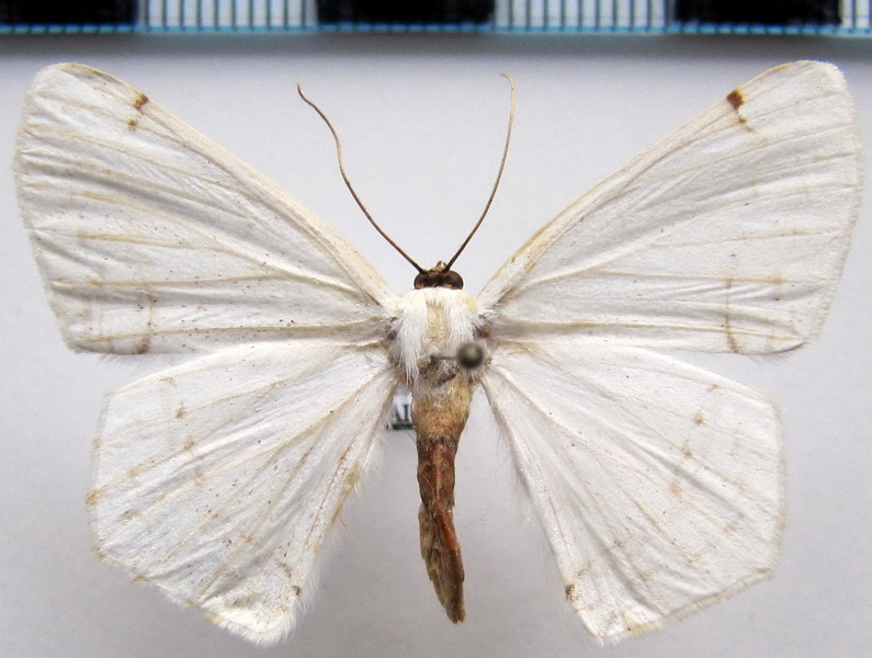  Sericoptera aera Cramer 1775                               