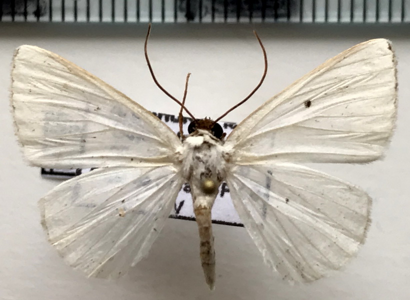 Sericoptera penicillata  mâle  Warren 1894                                