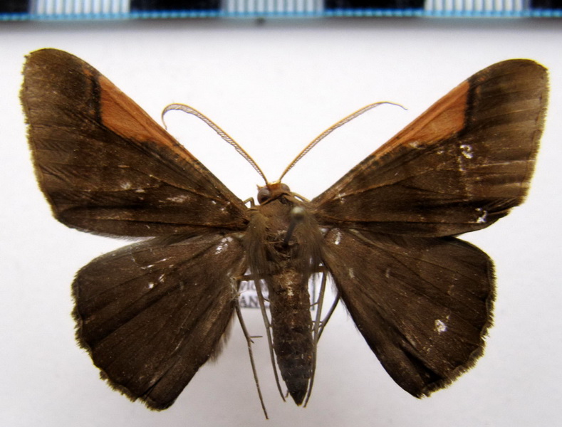   Sphacelodes vulnearia    (Hubner, 1823)                                