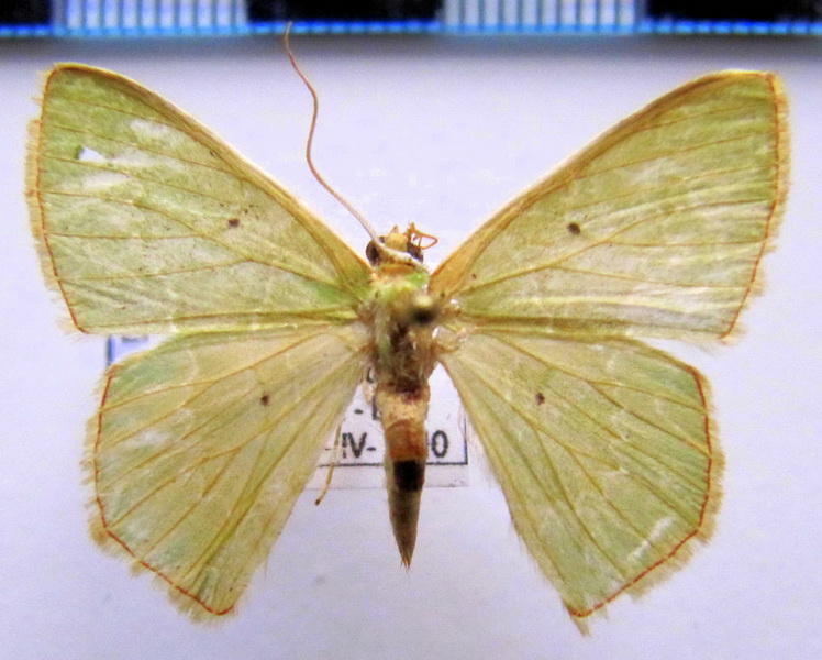  Lissochlora cecilia       Prout, 1912                       