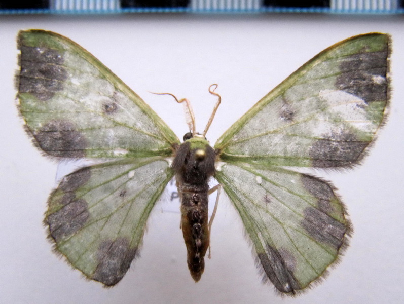  Oospila atopochlora   Prout, 1933                                    