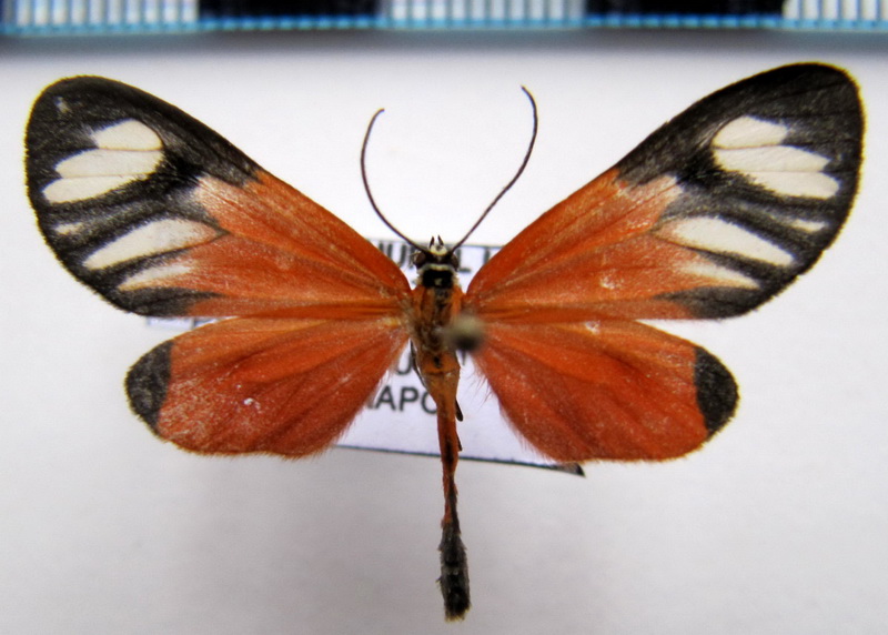   Pseudomennis bipennis   Walker, 1854                               