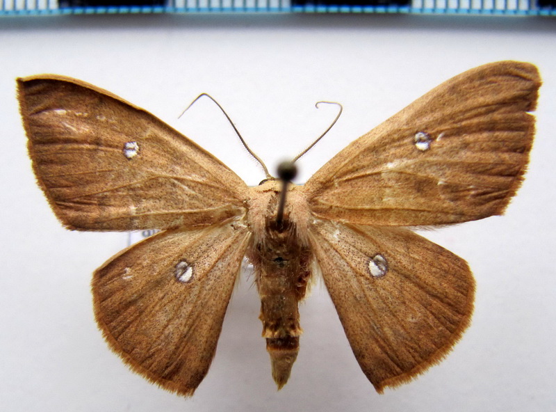    Semaeopus illimitata   Warren, 1900                                 