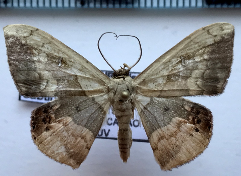 Semaeopus subtincta mâle Warren, 1897