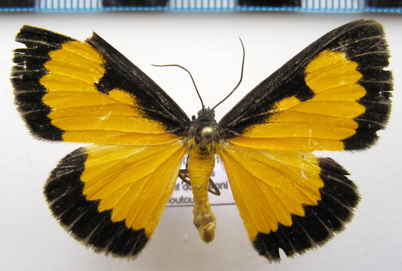 Xanthyris flaveolata (Linnaeus, 1758)                                