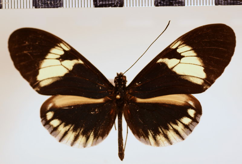 Heliconius cydno alithea male  Hewitson, 1869
