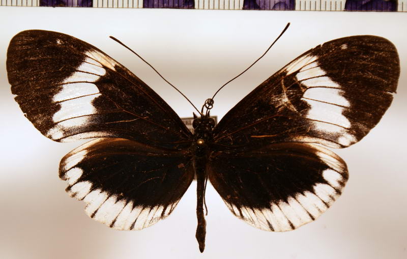 Heliconius cydno alithea  forme Neustetteri femelle  Riffarth, 1908