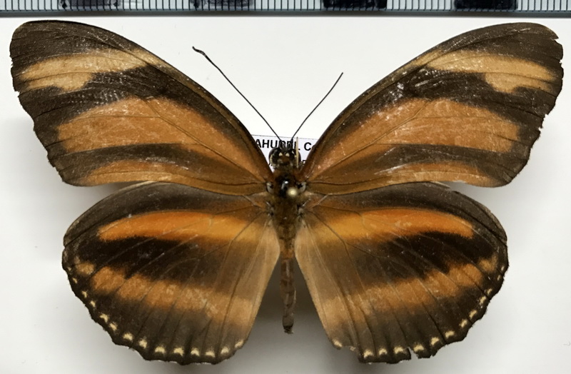 Dryadula phaetusa (Linnaeus, 1758) femelle