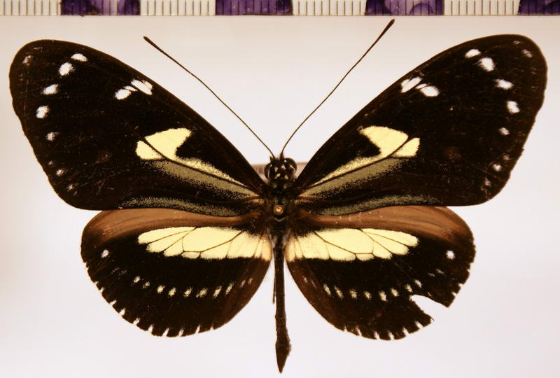 Heliconius atthis male  Doubleday, 1847