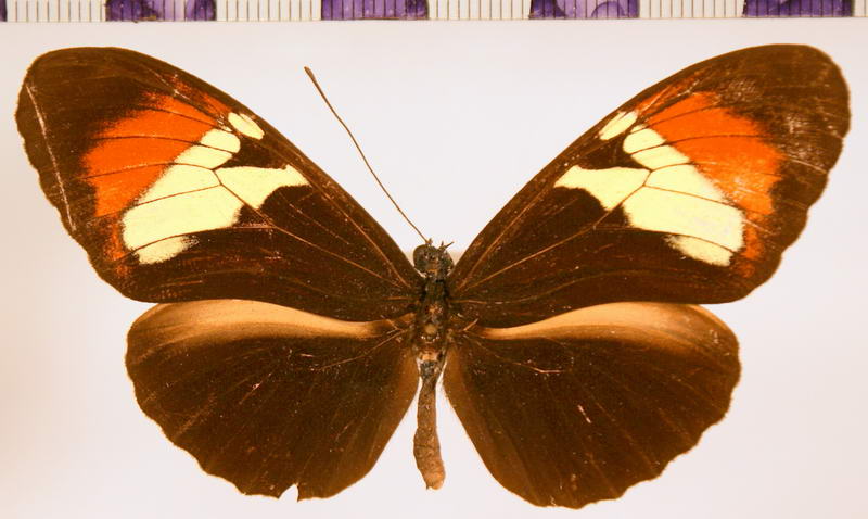 Heliconius heurripa Hewitson, 1853