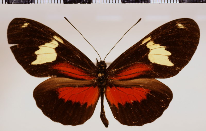 Heliconius hierax Hewitson, 1869