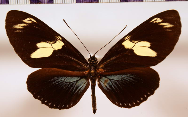 Heliconius doris obscurus forme aristomache  Riffarth, 1901