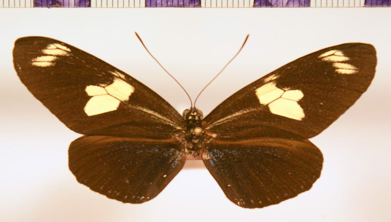 Heliconius doris obscurus forme aristomache  Riffarth, 1901