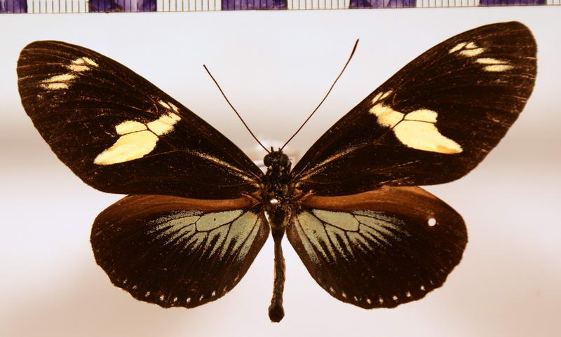 Heliconius doris obscurus forme viridana  Stichel, 1906