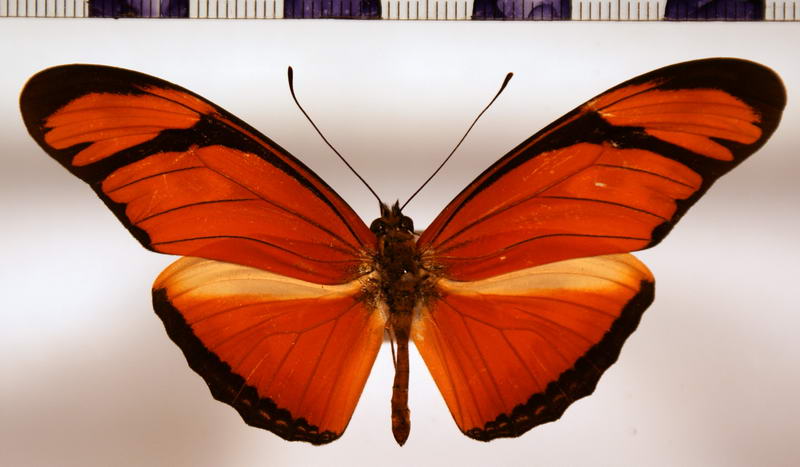 Dryas iulia (Fabricius, 1775) male