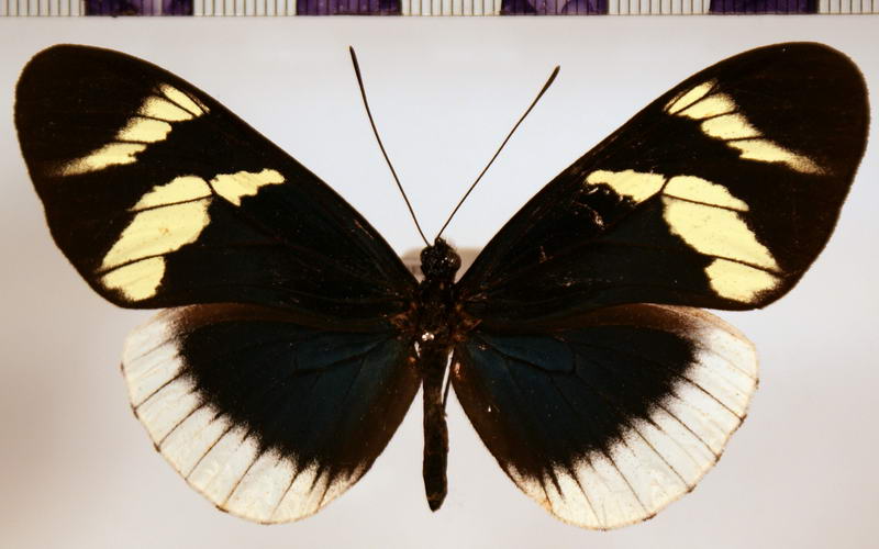 Heliconius eleuchia eleuchia  Hewitson, 1853