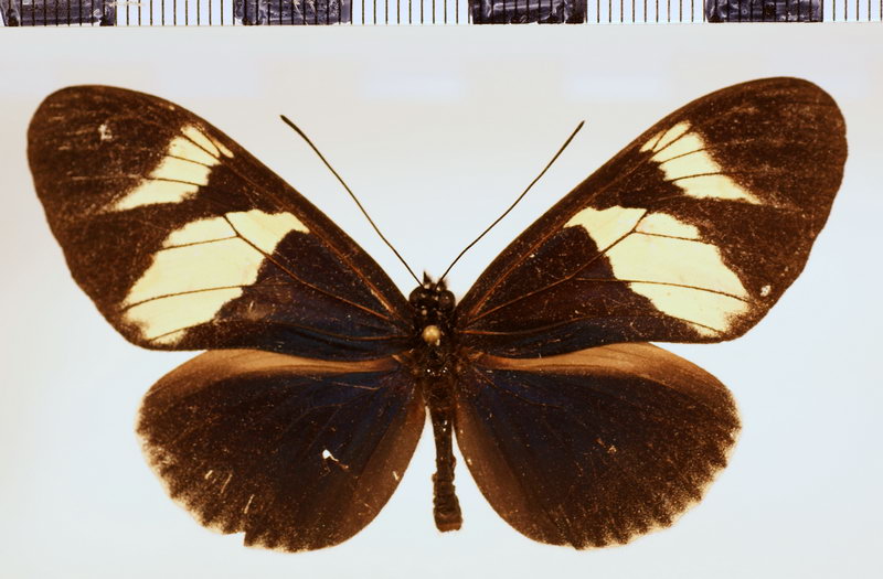 Heliconius eleuchia eleusinus Staudinger, 1885