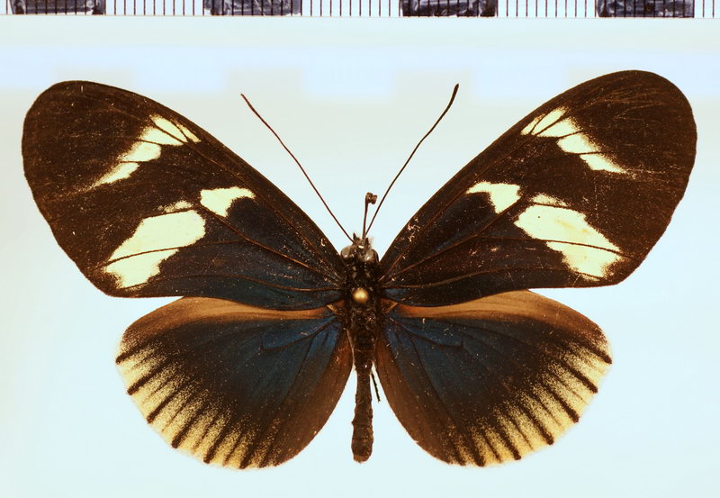 Heliconius eleuchia eleusinus forme deflava Staudinger, 1885