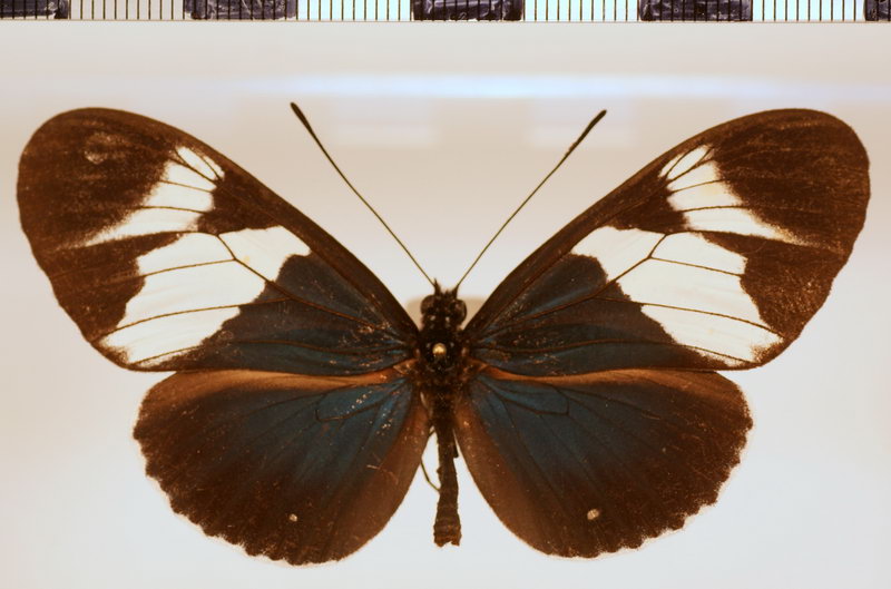 Heliconius eleuchia eleusinus Staudinger, 1885