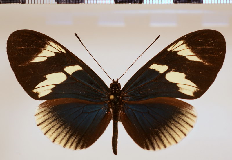 Heliconius eleuchia eleusinus forme deflava Staudinger, 1885