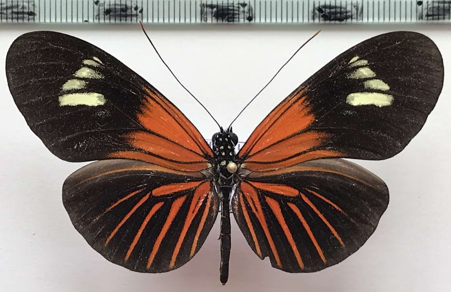  Heliconius erato lativitta femelle   Butler, 1877
