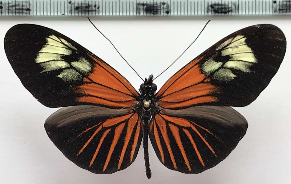  Heliconius erato lativitta  mâle    Butler, 1877