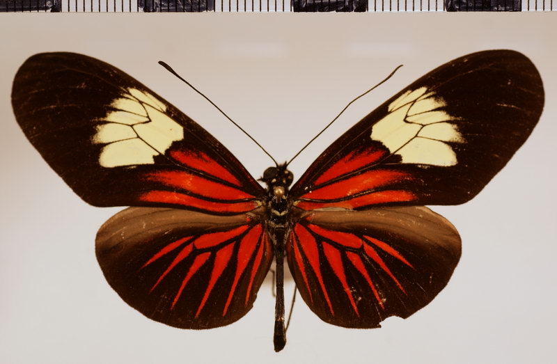 Heliconius erato venustus Salvin, 1871