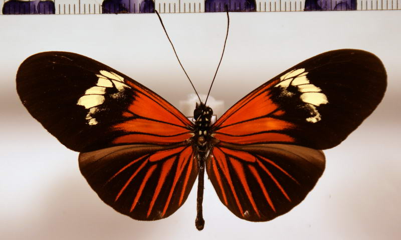 Heliconius erato venustus Salvin, 1871