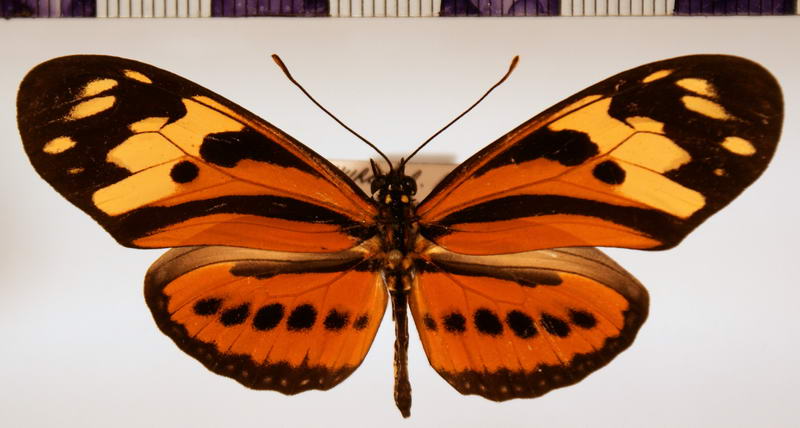 Eueides isabella dissolutus  male Stichel, 1903