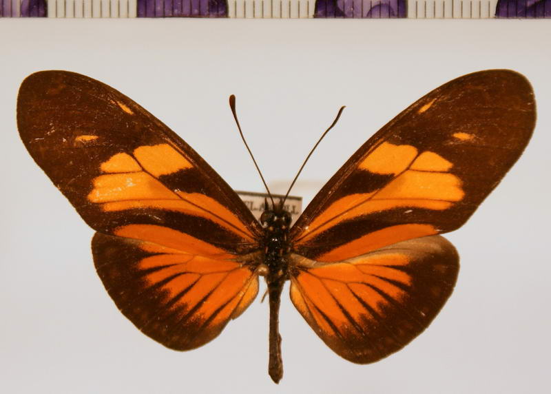 Eueides vibilia unifasciatus  male Butler, 1873