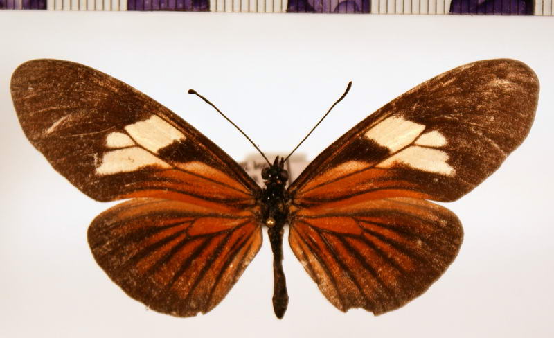 Eueides vibilia unifasciatus  femelle Butler, 1873