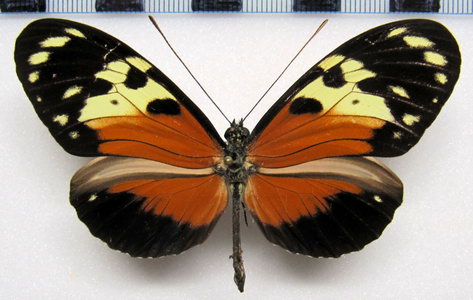  Heliconius hecale australis  Brown, 1975