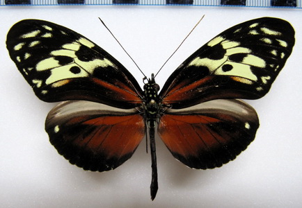  Heliconius hecale fornarina Hewitson, 1853