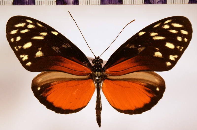 Heliconius hecale zuleika  male Hewitson, 1853