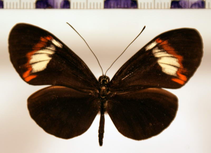 Heliconius melpomene melpomene forme lucinda femelle  Riffarth, 1900