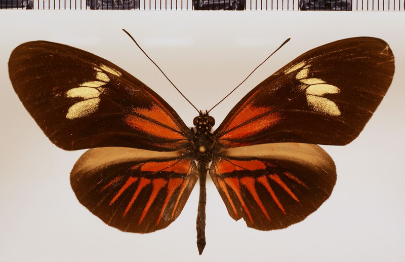 Heliconius melpomene thelxiopeia forme aglaopeia Staudinger, 1896