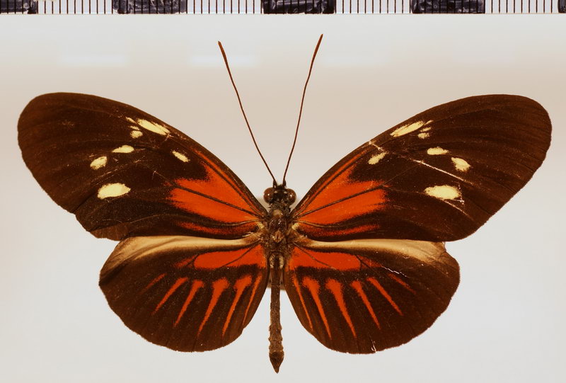 Heliconius melpomene thelxiopeia forme aglaopeia Staudinger, 1896