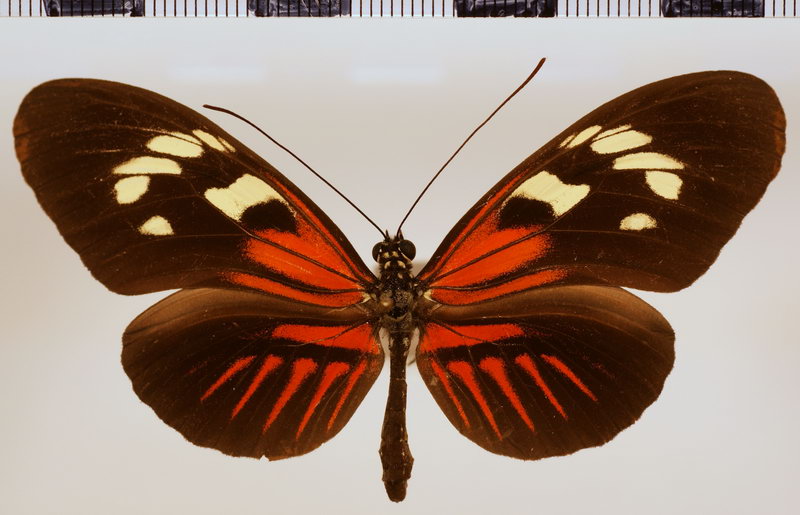 Heliconius melpomene thelxiopeia Staudinger, 1896 femelle