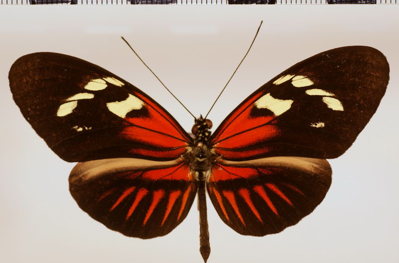 Heliconius melpomene thelxiopeia Staudinger, 1896 male
