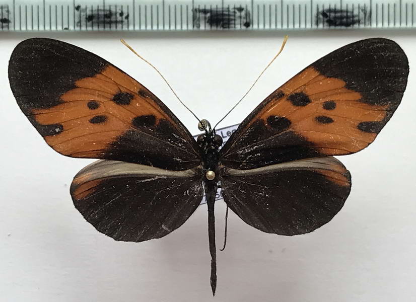  Heliconius numata bicoloratus  mâle Butler, 1873