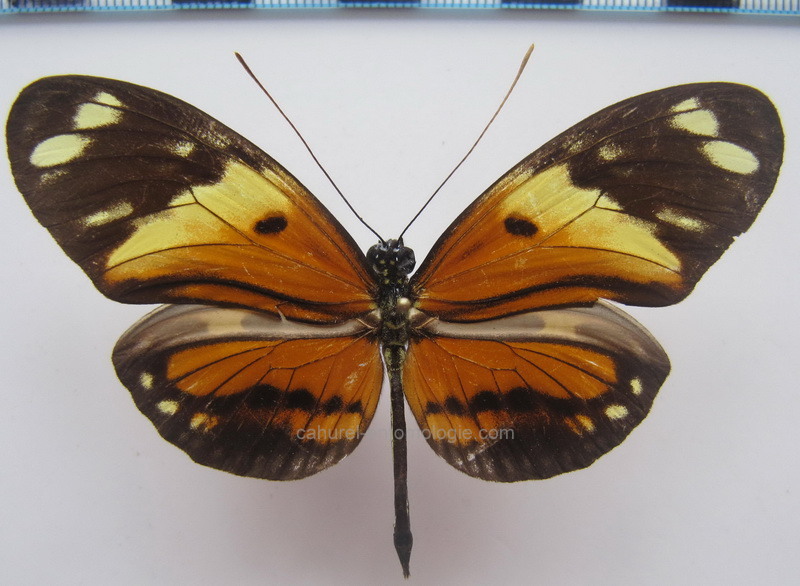 Heliconius numata silvana male (Stoll), 1781                               